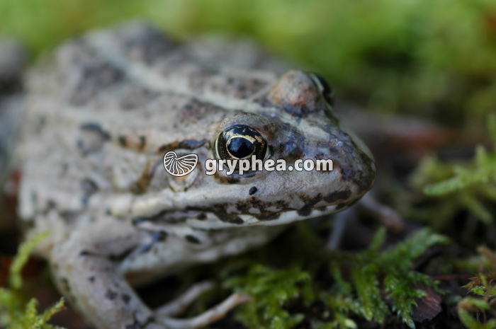 Grenouille - gryphea.com